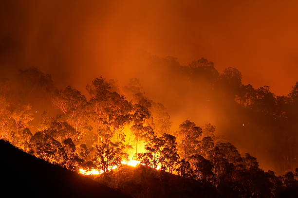 Forest fire at night